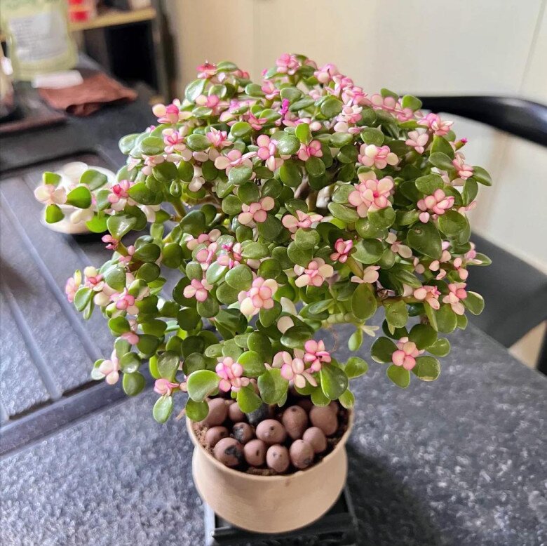 Cây cảnh nghe tên đã thấy giàu có, vàng bạc đầy nhà nhưng nay bị nhiều người cho vào “danh sách đen” vì 4 lý do - 9