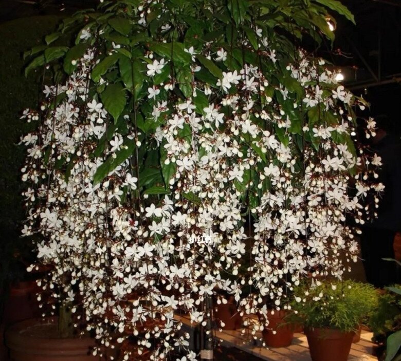 Cây dại vào chậu đẹp hơn hoa lan, thơm hơn nhài, trồng trong nhà giúp chiêu ngọc, rước may - 8