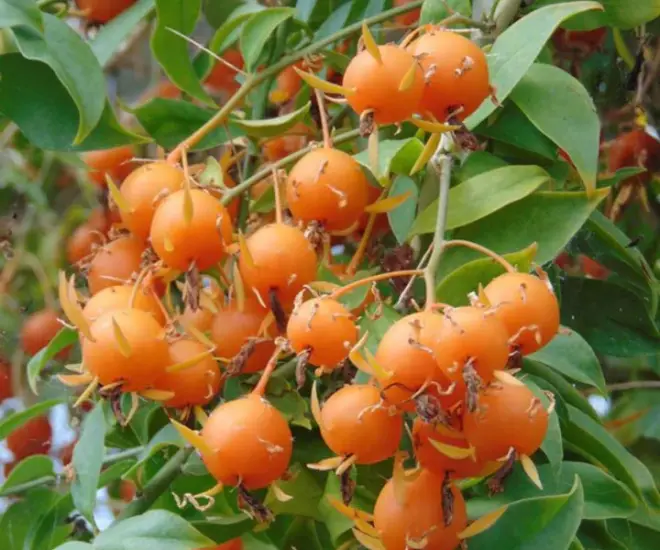 Quả chanh nho leo khi chín.