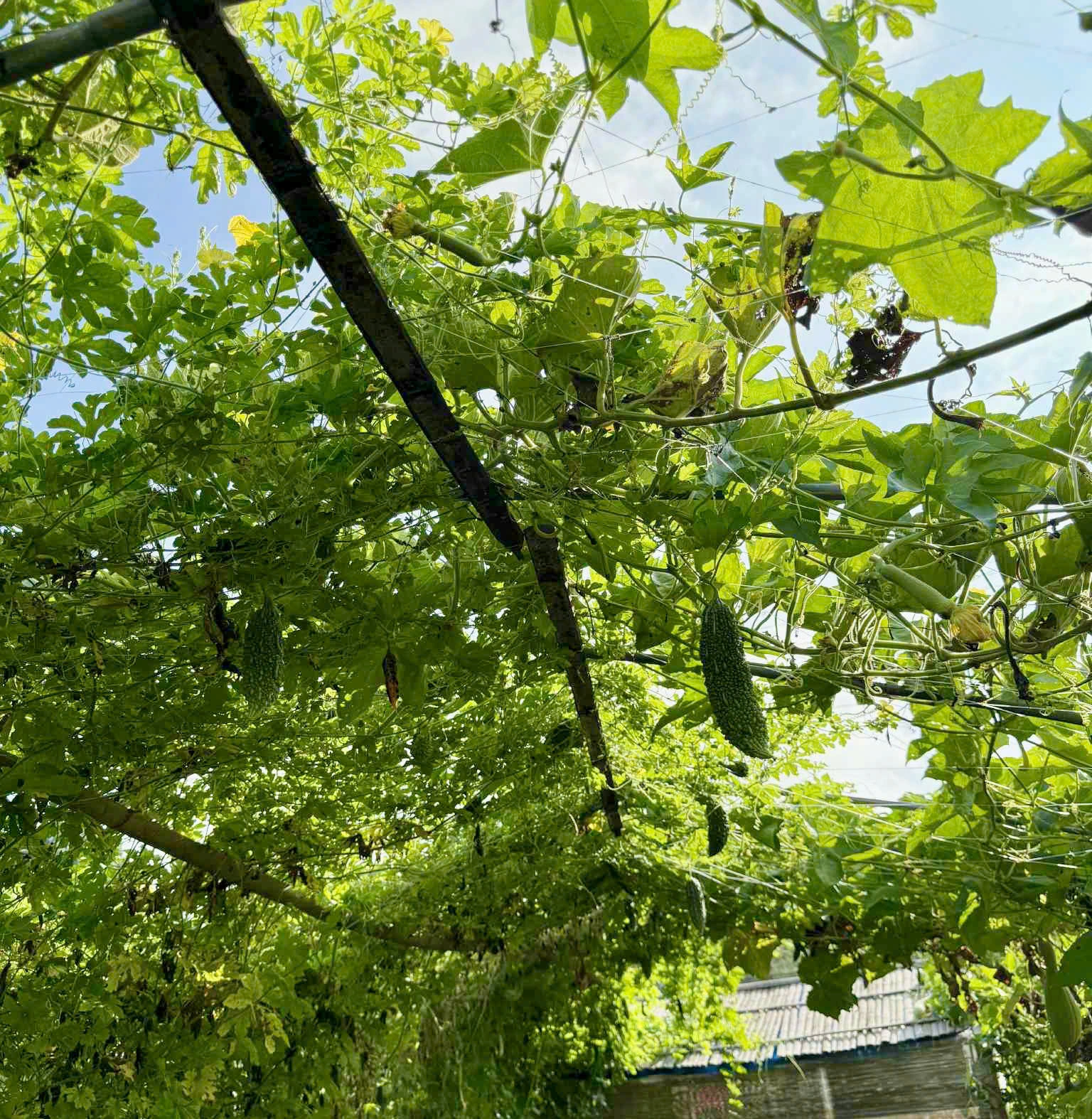 Chàng trai 10X thuê mảnh đất 400m2 ở Nhật Bản, trồng đầy ắp rau củ Việt - 4