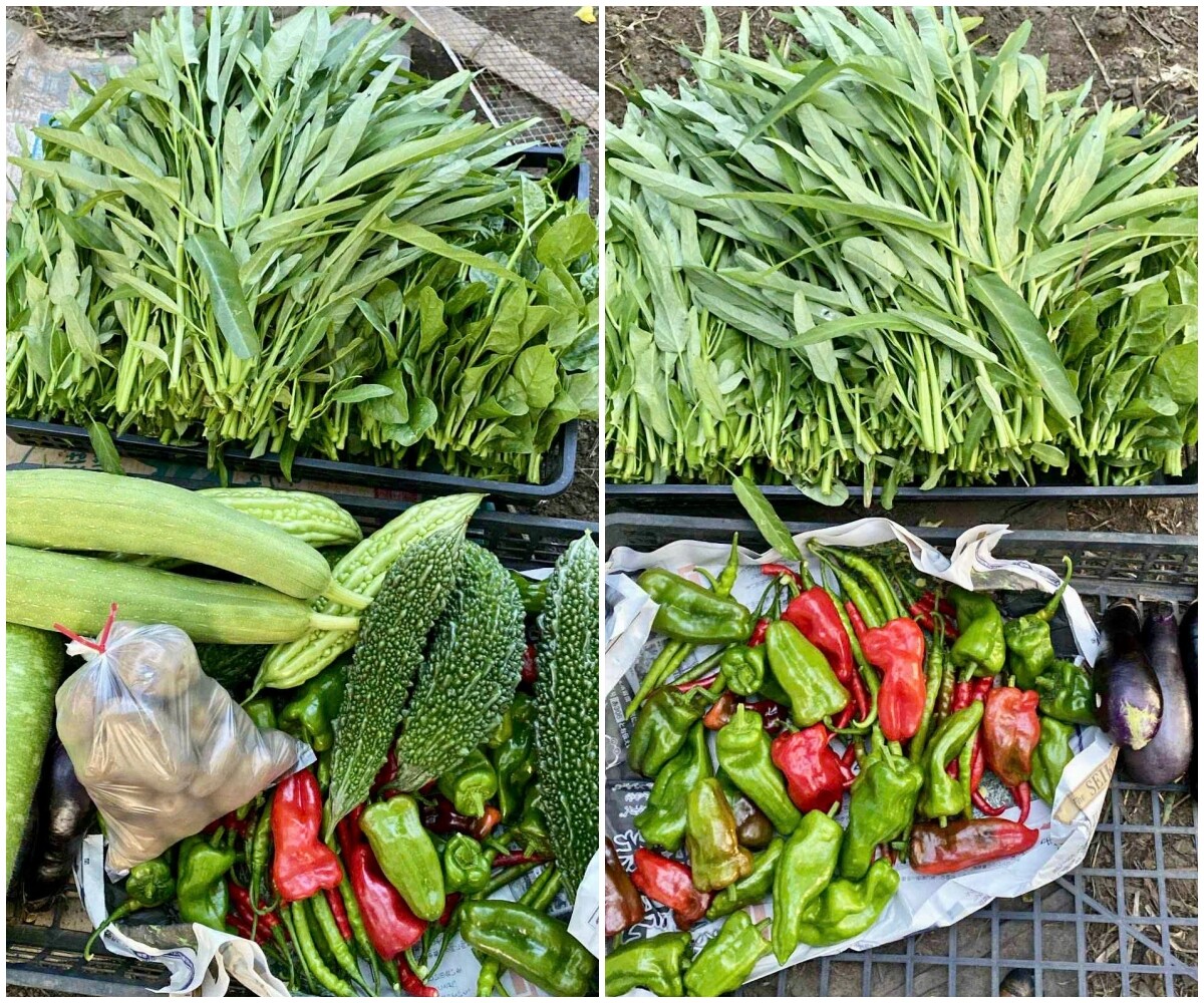 Chàng trai 10X thuê mảnh đất 400m2 ở Nhật Bản, trồng đầy ắp rau củ Việt - 8