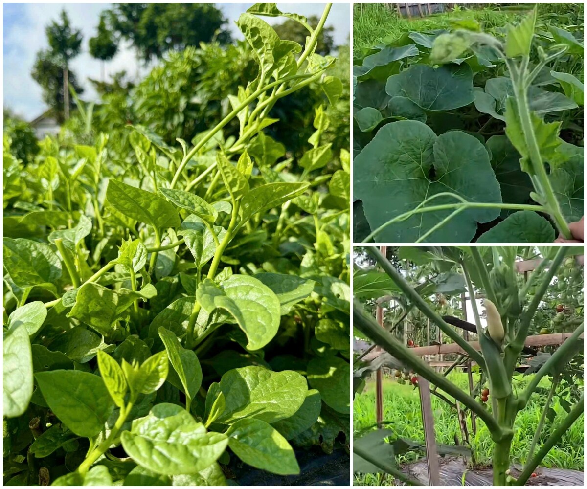 Chàng trai 10X thuê mảnh đất 400m2 ở Nhật Bản, trồng đầy ắp rau củ Việt - 7