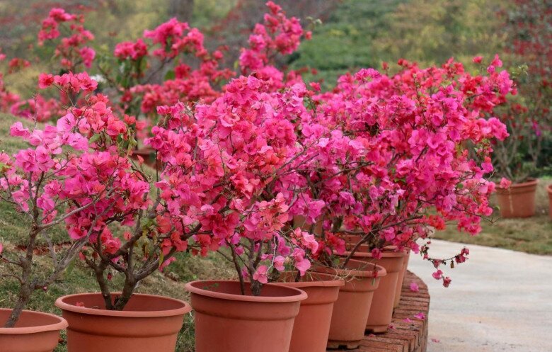 Chỉ cần amp;#34;mạnh tayamp;#34; ở 3 điểm, 1 cây hoa giấy sẽ nở tới 500 bông, nở quanh năm bất chấp mùa đông - 4