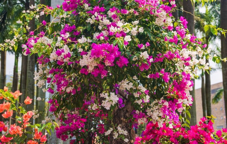 Chỉ cần amp;#34;mạnh tayamp;#34; ở 3 điểm, 1 cây hoa giấy sẽ nở tới 500 bông, nở quanh năm bất chấp mùa đông - 3