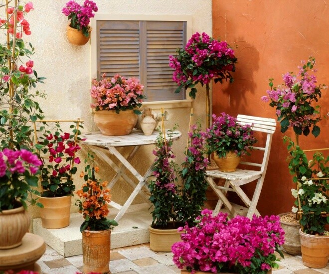 Chỉ cần amp;#34;mạnh tayamp;#34; ở 3 điểm, 1 cây hoa giấy sẽ nở tới 500 bông, nở quanh năm bất chấp mùa đông - 1