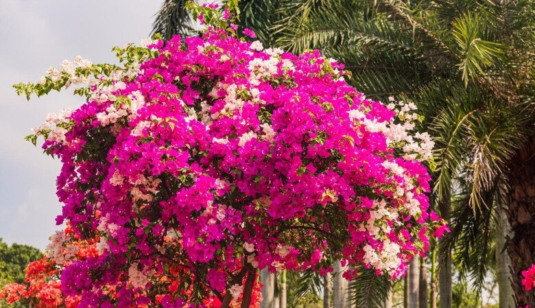 Chỉ cần amp;#34;mạnh tayamp;#34; ở 3 điểm, 1 cây hoa giấy sẽ nở tới 500 bông, nở quanh năm bất chấp mùa đông - 2