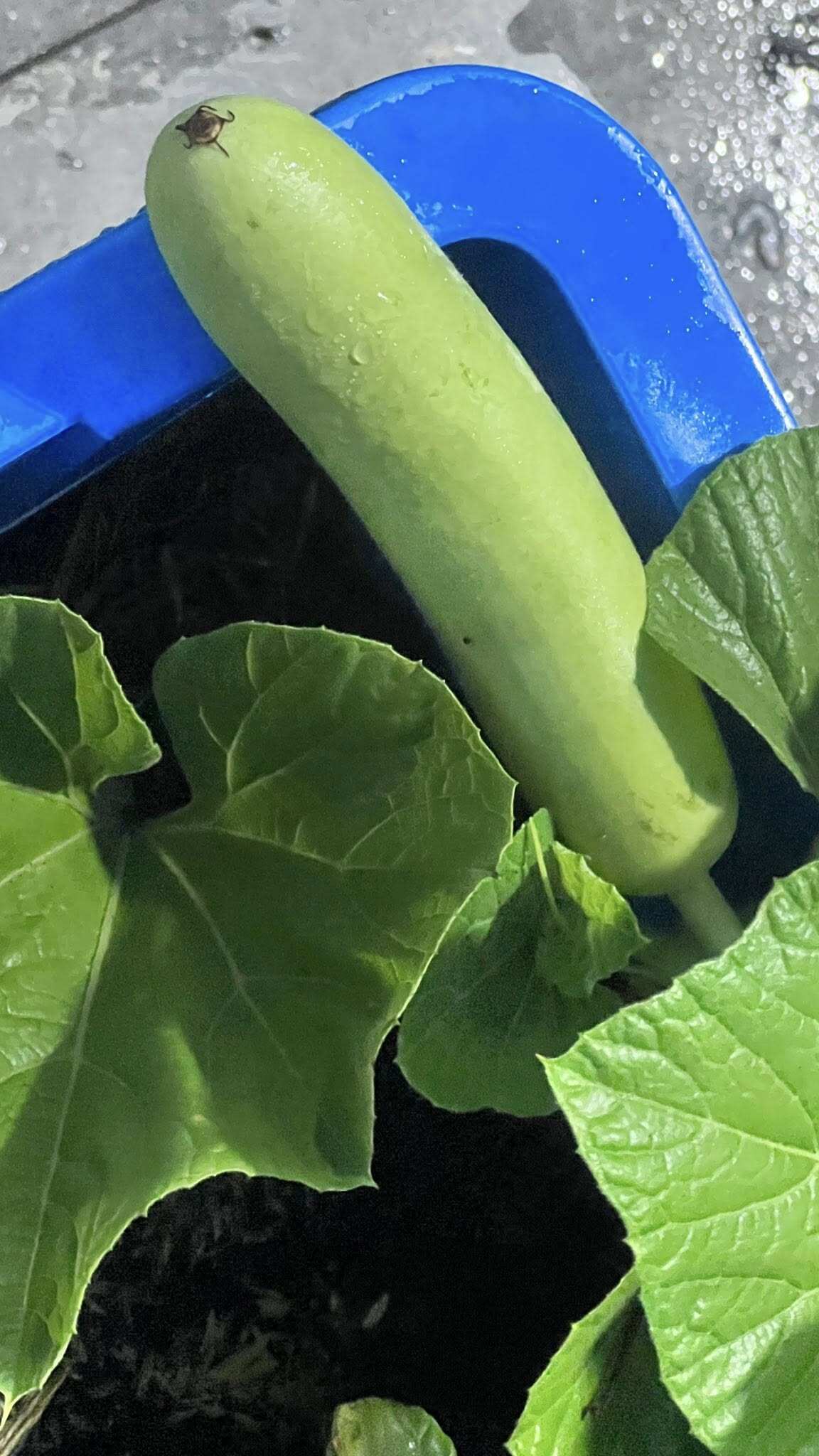 Chuyên gia trang điểm chi 20 triệu làm trang trại trên sân thượng, mảnh vườn 90m2 đủ loại rau trái, 90 con gà và chim - 6