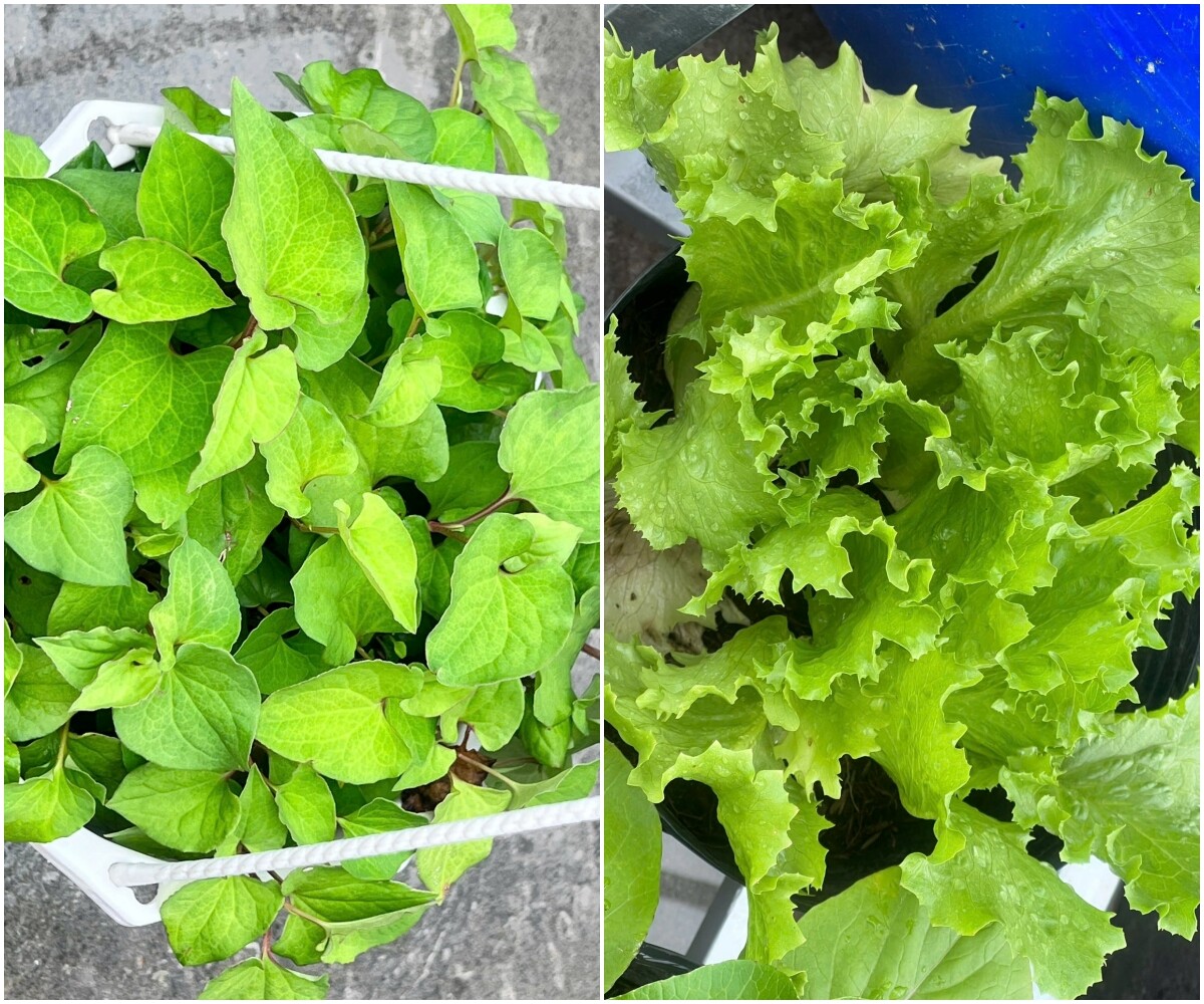 Chuyên gia trang điểm chi 20 triệu làm trang trại trên sân thượng, mảnh vườn 90m2 đủ loại rau trái, 90 con gà và chim - 7