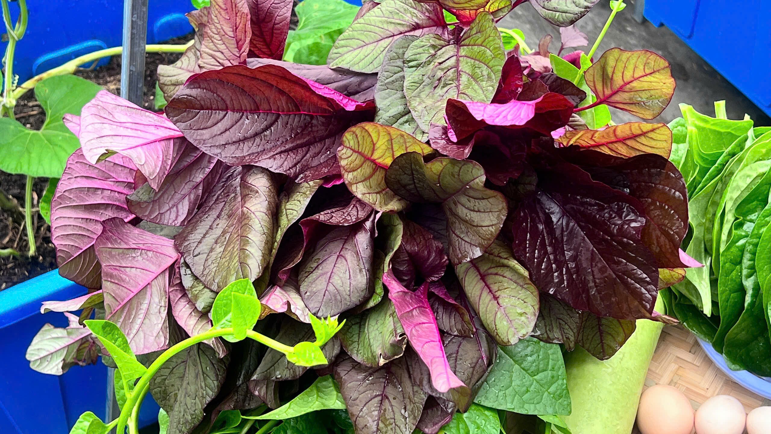 Một số loại thực phẩm thu hoạch được từ vườn nhà chị Hậu.