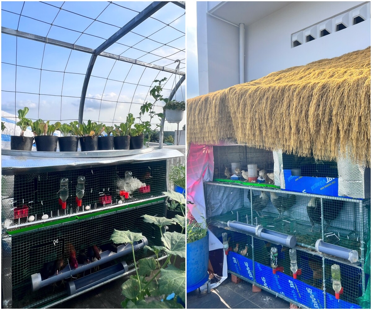 Chuyên gia trang điểm chi 20 triệu làm trang trại trên sân thượng, mảnh vườn 90m2 đủ loại rau trái, 90 con gà và chim - 5
