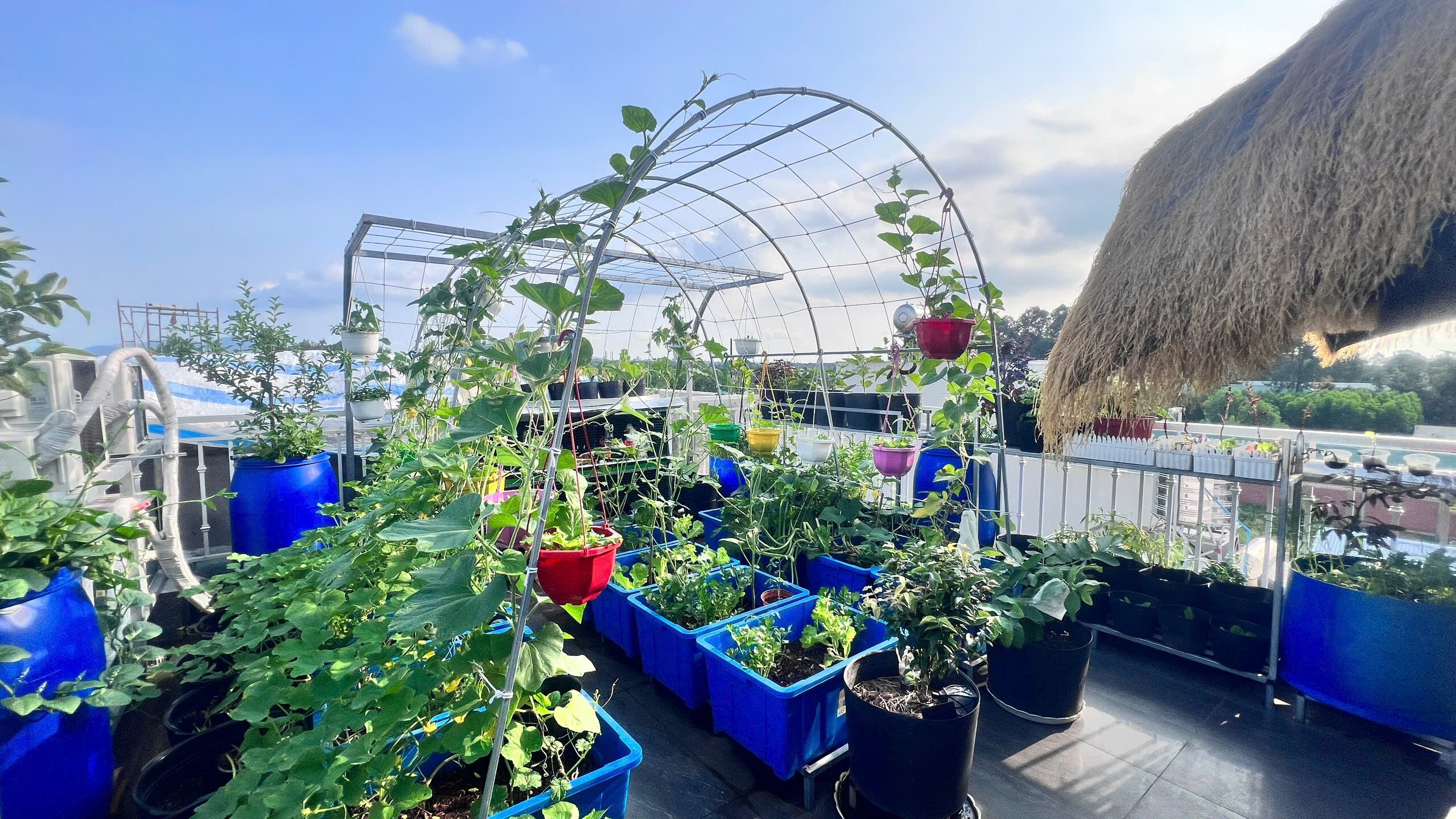 Chuyên gia trang điểm chi 20 triệu làm trang trại trên sân thượng, mảnh vườn 90m2 đủ loại rau trái, 90 con gà và chim - 3