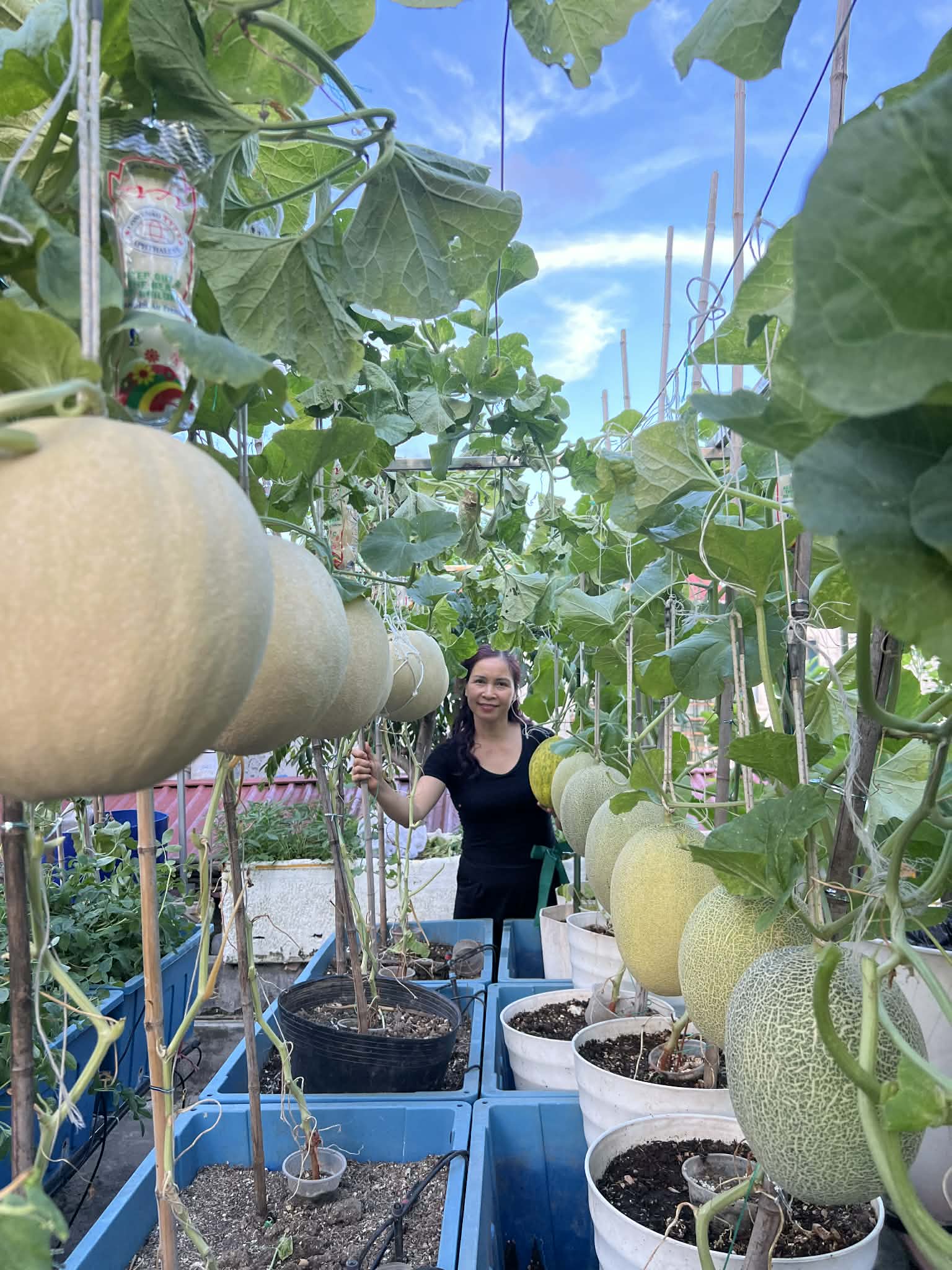 Đủ loại dưa trên vườn nhà chị Thanh Nga.