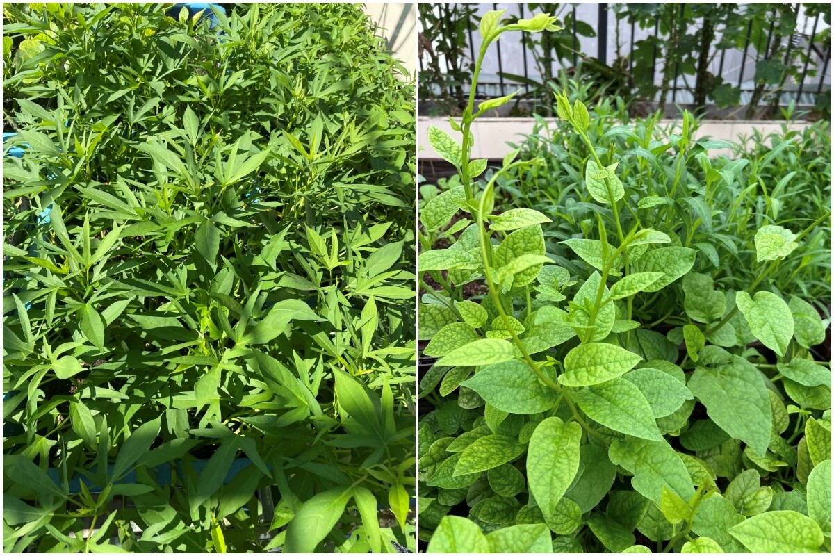 Cô giáo Hà Nội gieo mầm xanh từ vườn rau sân thượng 150m2 đến lớp học: Hạnh phúc là khi thấy rau xanh, trò tiến bộ từng ngày - 18