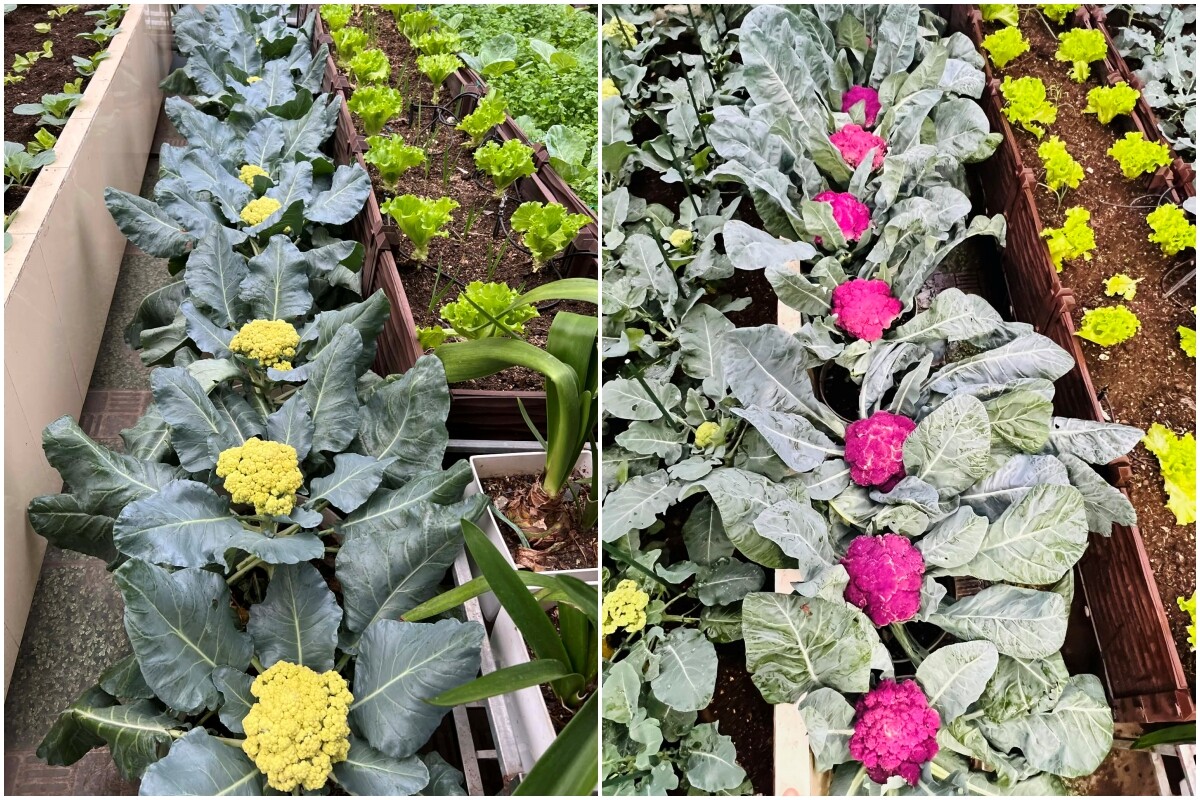 Cô giáo Hà Nội gieo mầm xanh từ vườn rau sân thượng 150m2 đến lớp học: Hạnh phúc là khi thấy rau xanh, trò tiến bộ từng ngày - 5