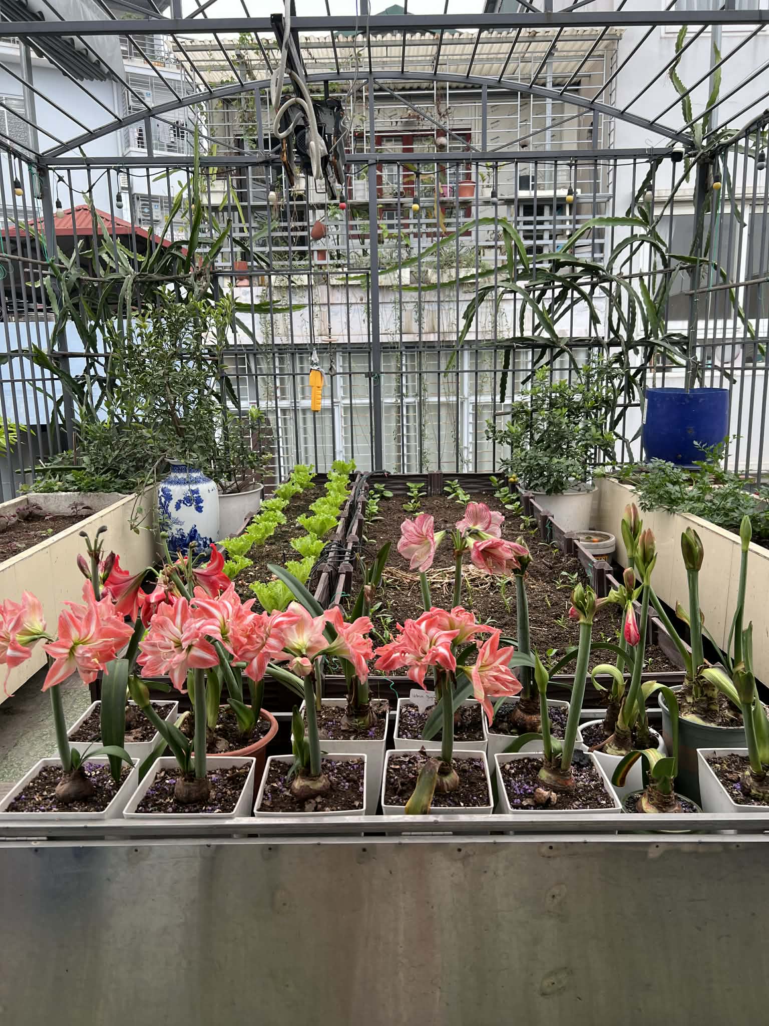 Cô giáo Hà Nội gieo mầm xanh từ vườn rau sân thượng 150m2 đến lớp học: Hạnh phúc là khi thấy rau xanh, trò tiến bộ từng ngày - 3
