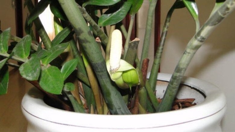 Đây là “cây phong thủy số 1 trong nhà”, không chỉ đẹp còn giúp gia chủ thuận buồm xuôi gió, mọi việc hanh thông - 4