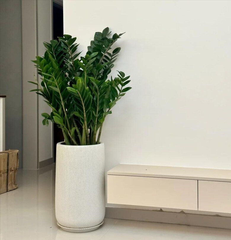 Đây là “cây phong thủy số 1 trong nhà”, không chỉ đẹp còn giúp gia chủ thuận buồm xuôi gió, mọi việc hanh thông - 3