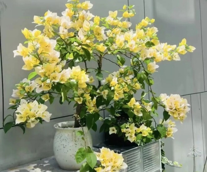 Hoa giấy trơ cành vào mùa đông, chỉ cần 5 bước, nụ bật ngay, hoa nở rực rỡ - 1