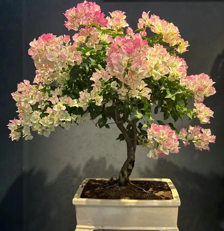 Xem thêm: Hoa giấy vừa đẹp vừa siêng nở hoa, mang lại may mắn và hạnh phúc nhưng 4 người này không nên trồng