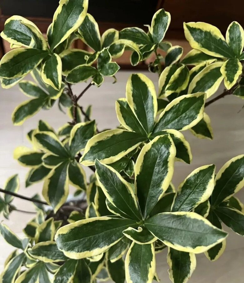 Lá của cây hoa thụy hương.