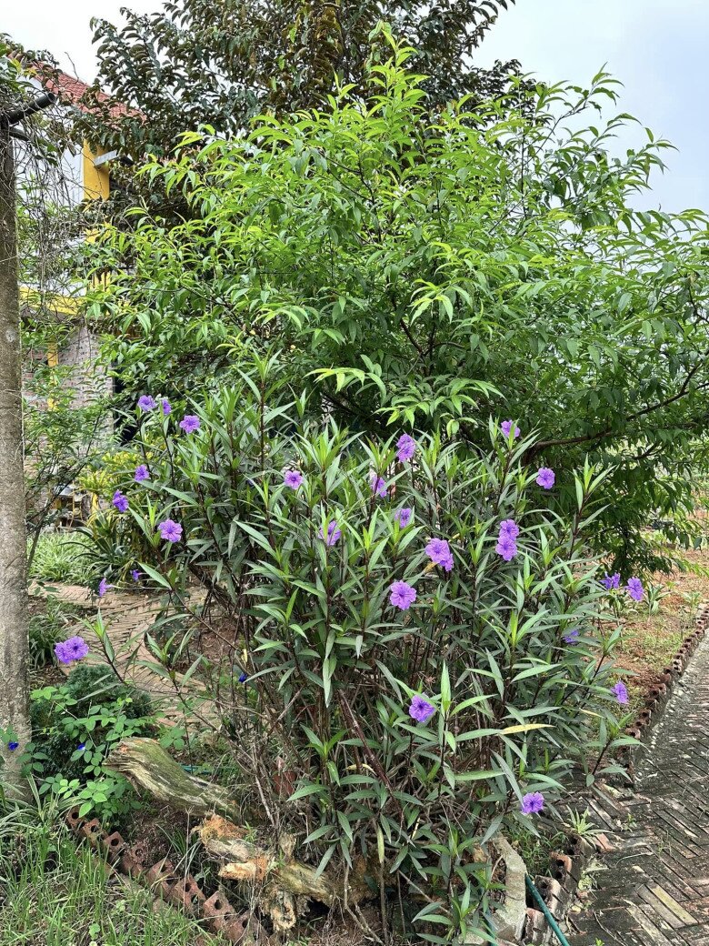 Cơ ngơi này ngập tràn sắc hoa. Thúy Hà ưu tiên chọn những loại hoa có sắc tím, hồng như chiều tím, tường vi, tuyết sơn phi hồng,... và cây nào cũng sai hoa.