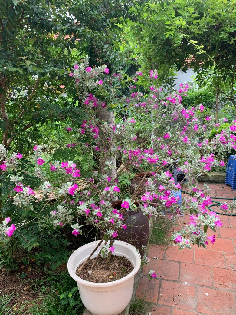 Khối bất động sản trải dài từ Bắc vào Trung của diễn viên Mưa đỏ Đinh Thúy Hà - 15