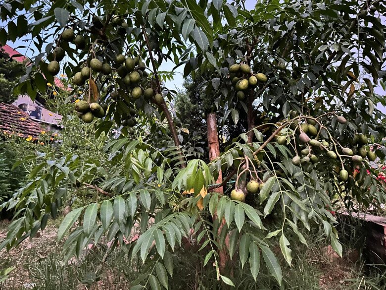 Không chỉ hoa, quả cũng giăng lối. Mùa nào quả nấy, cành sai trĩu. 