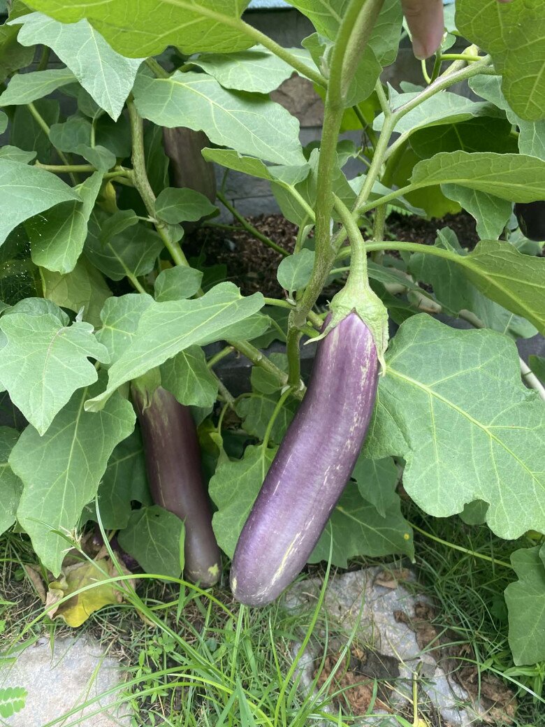 Khu vườn 52m² đầy ắp rau xanh khiến trẻ mầm non mê tít, ngày nào đến trường cũng đòi ra ngắm cây, thu hoạch - 5