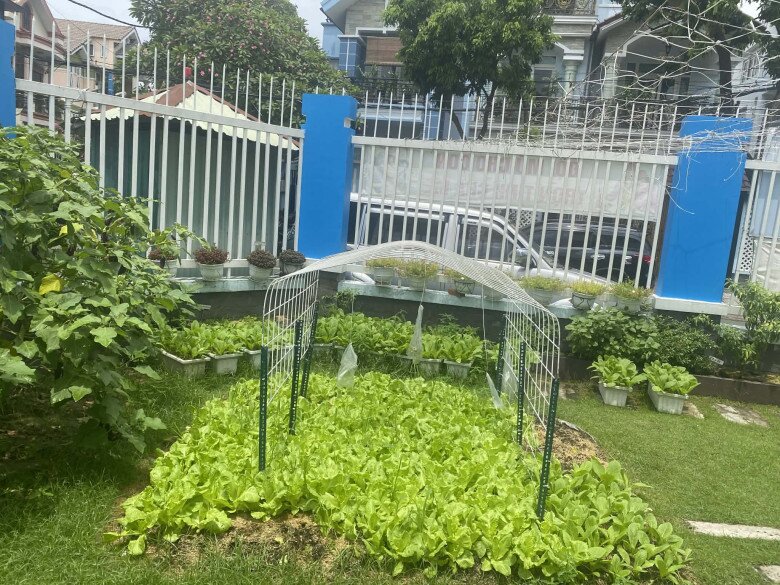 Khu vườn 52m² đầy ắp rau xanh khiến trẻ mầm non mê tít, ngày nào đến trường cũng đòi ra ngắm cây, thu hoạch - 3