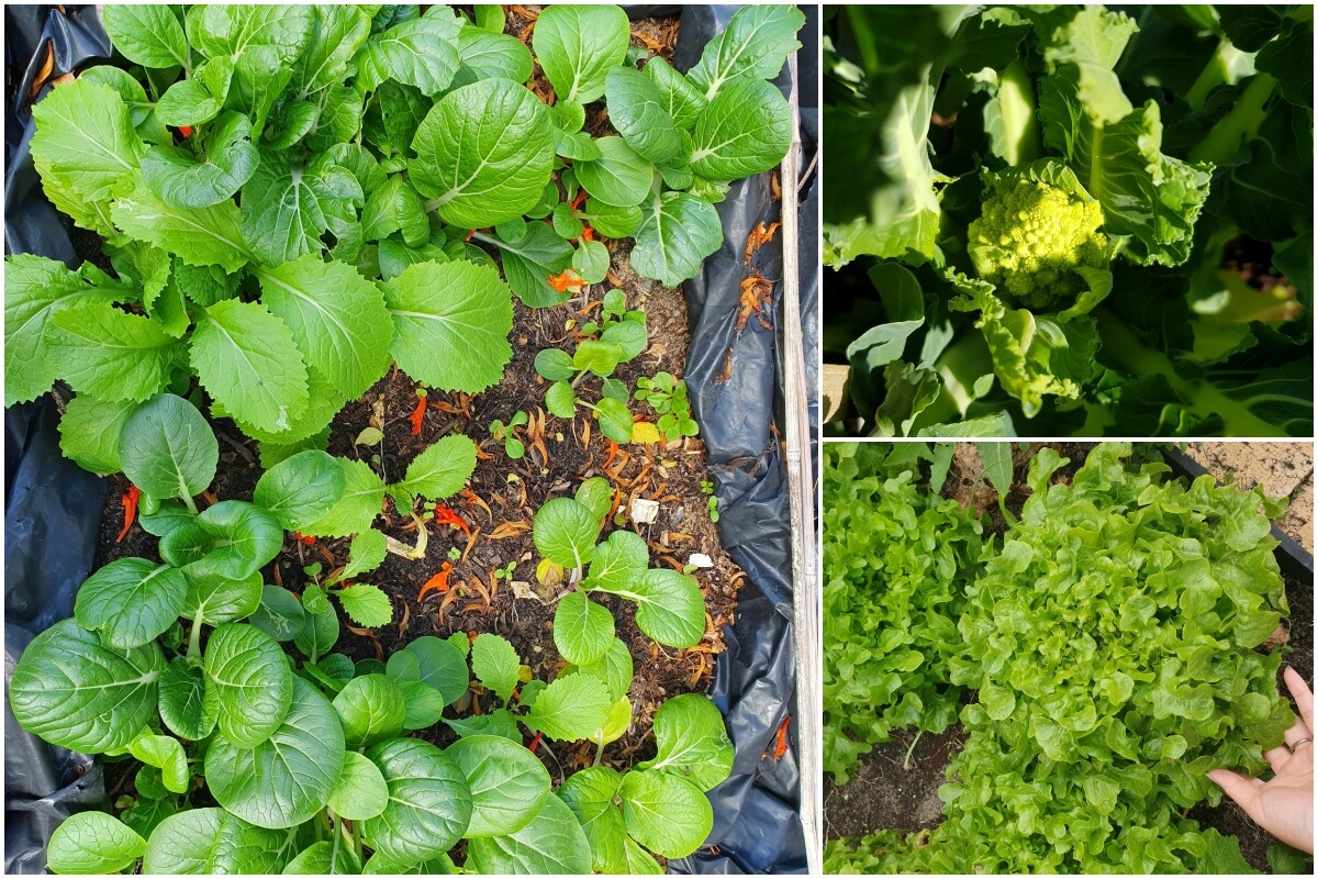 Khu vườn của mẹ đảm Đà Nẵng ở Tây Úc: Rau xanh mướt mắt, hoa giăng lối rực rỡ suốt 4 mùa - 12