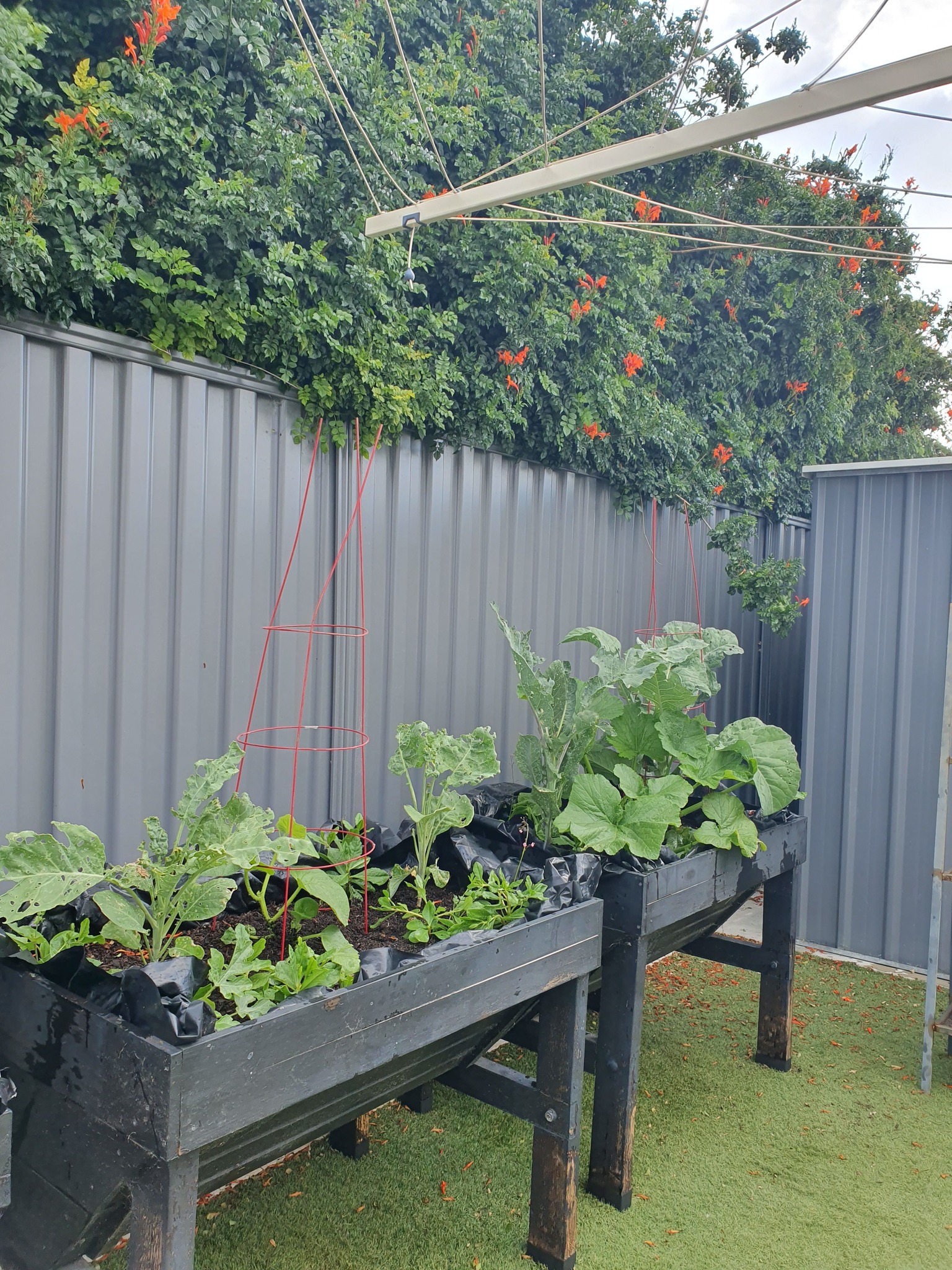 Một góc vườn nhà chị Hải An. Với những loại rau xanh, chị ưu tiên trồng trong chậu kệ cao.