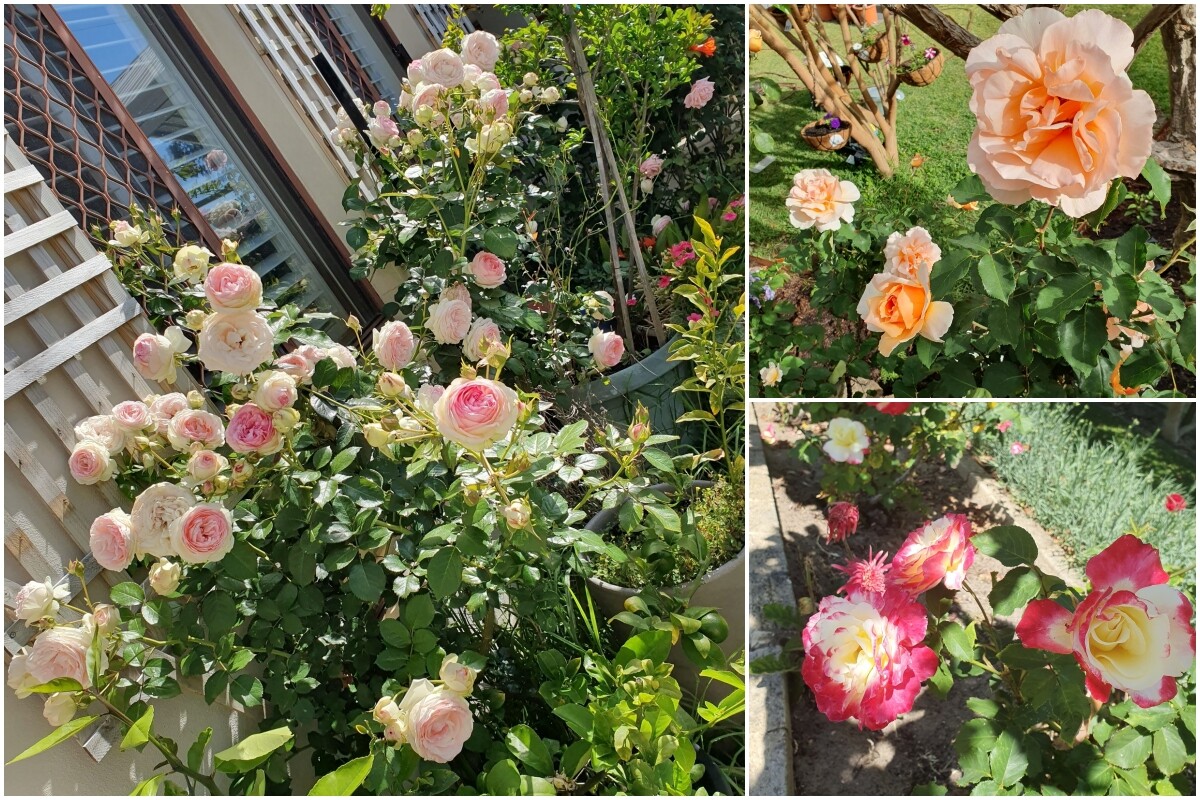 Khu vườn của mẹ đảm Đà Nẵng ở Tây Úc: Rau xanh mướt mắt, hoa giăng lối rực rỡ suốt 4 mùa - 5