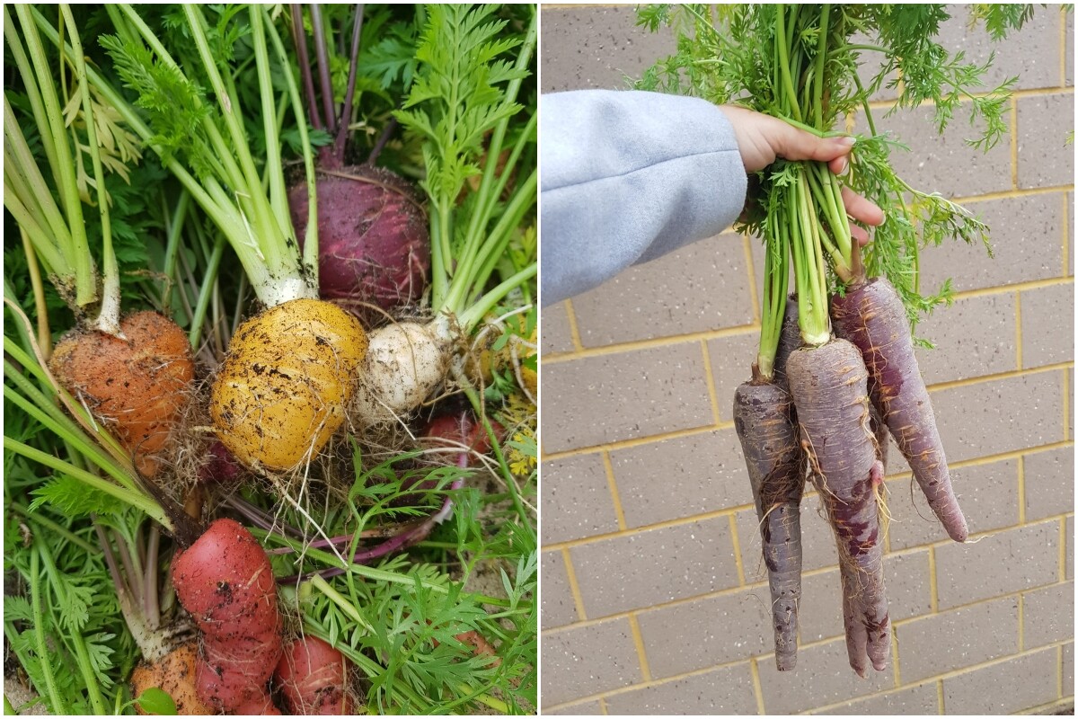 Khu vườn của mẹ đảm Đà Nẵng ở Tây Úc: Rau xanh mướt mắt, hoa giăng lối rực rỡ suốt 4 mùa - 9