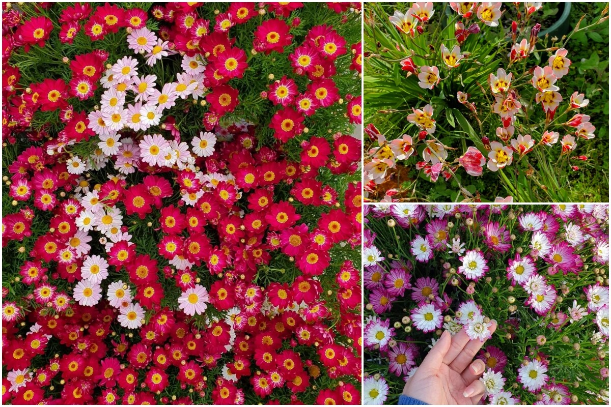 Khu vườn của mẹ đảm Đà Nẵng ở Tây Úc: Rau xanh mướt mắt, hoa giăng lối rực rỡ suốt 4 mùa - 6