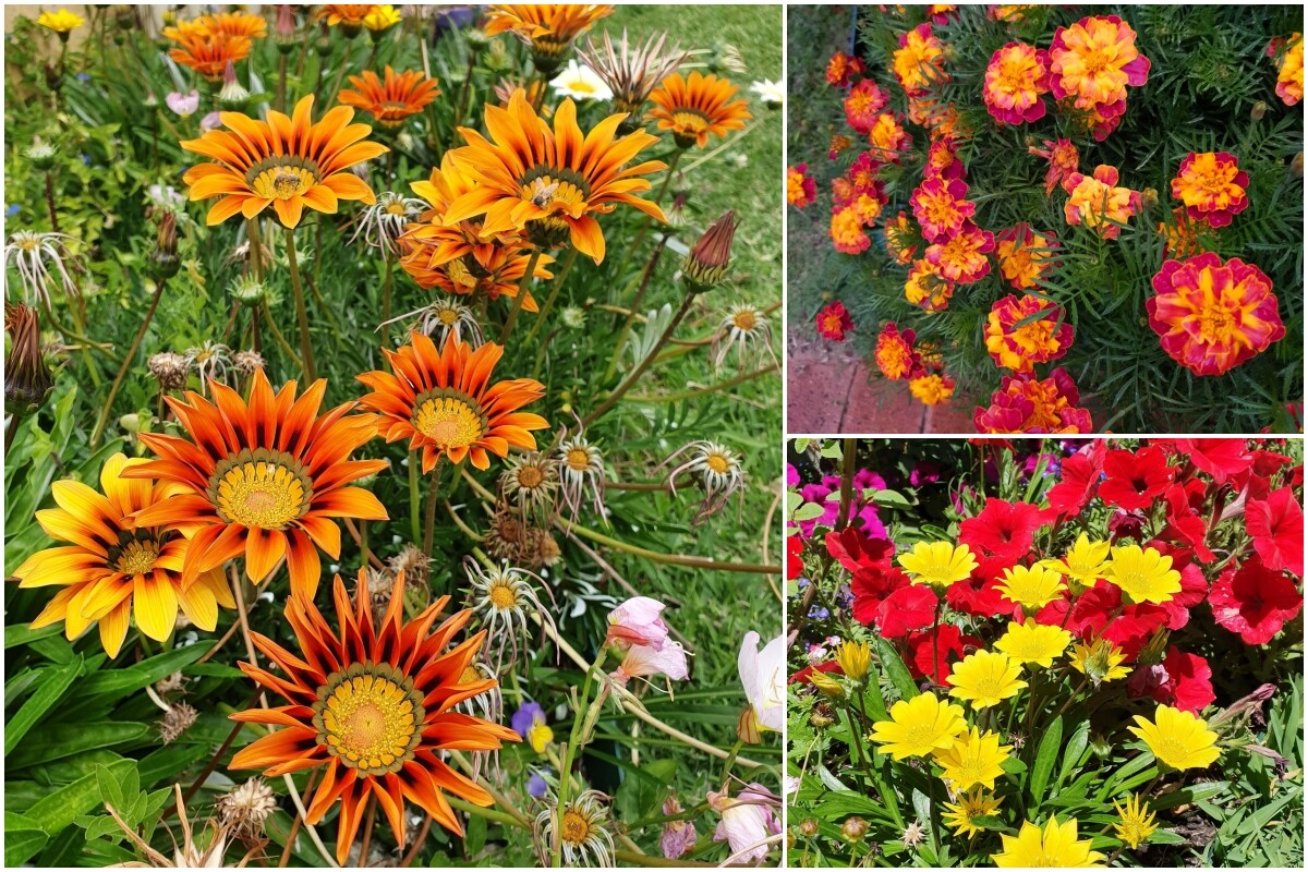 Khu vườn của mẹ đảm Đà Nẵng ở Tây Úc: Rau xanh mướt mắt, hoa giăng lối rực rỡ suốt 4 mùa - 7