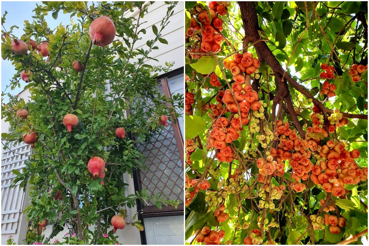 Đủ các loại trái cây trong vườn nhà. Cây nào cũng sai trĩu quã, nhìn thích mê.