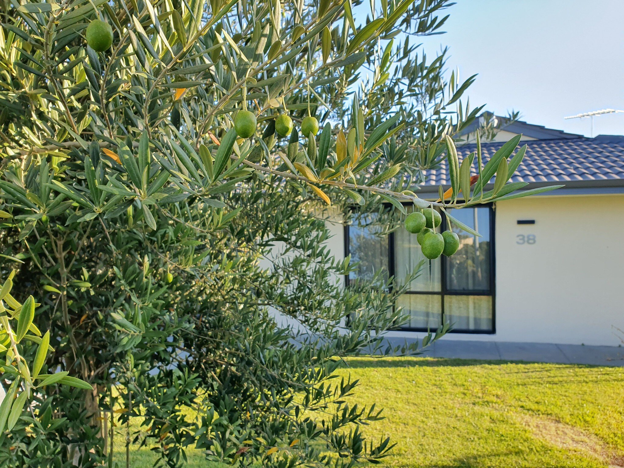 Khu vườn của mẹ đảm Đà Nẵng ở Tây Úc: Rau xanh mướt mắt, hoa giăng lối rực rỡ suốt 4 mùa - 2