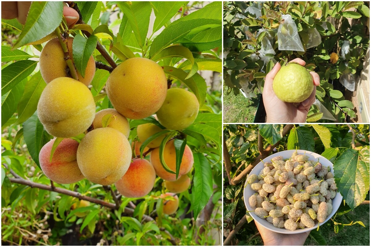 Khu vườn của mẹ đảm Đà Nẵng ở Tây Úc: Rau xanh mướt mắt, hoa giăng lối rực rỡ suốt 4 mùa - 13