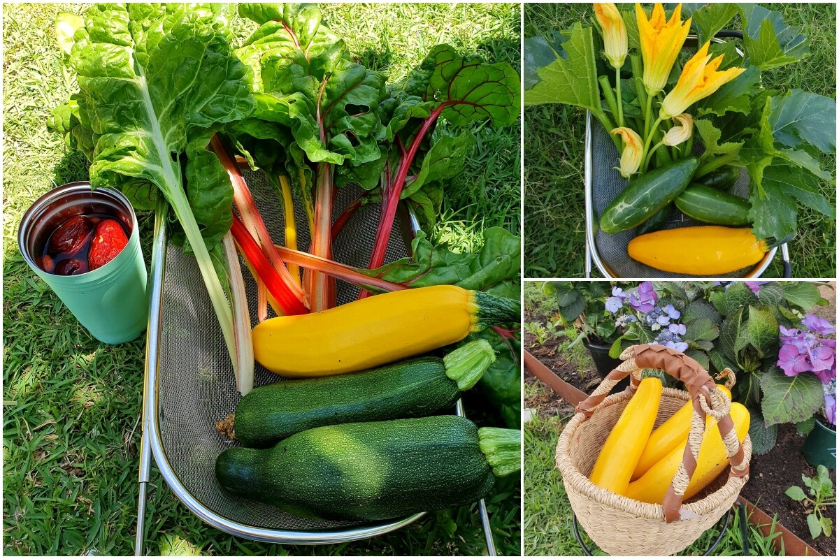 Khu vườn của mẹ đảm Đà Nẵng ở Tây Úc: Rau xanh mướt mắt, hoa giăng lối rực rỡ suốt 4 mùa - 10