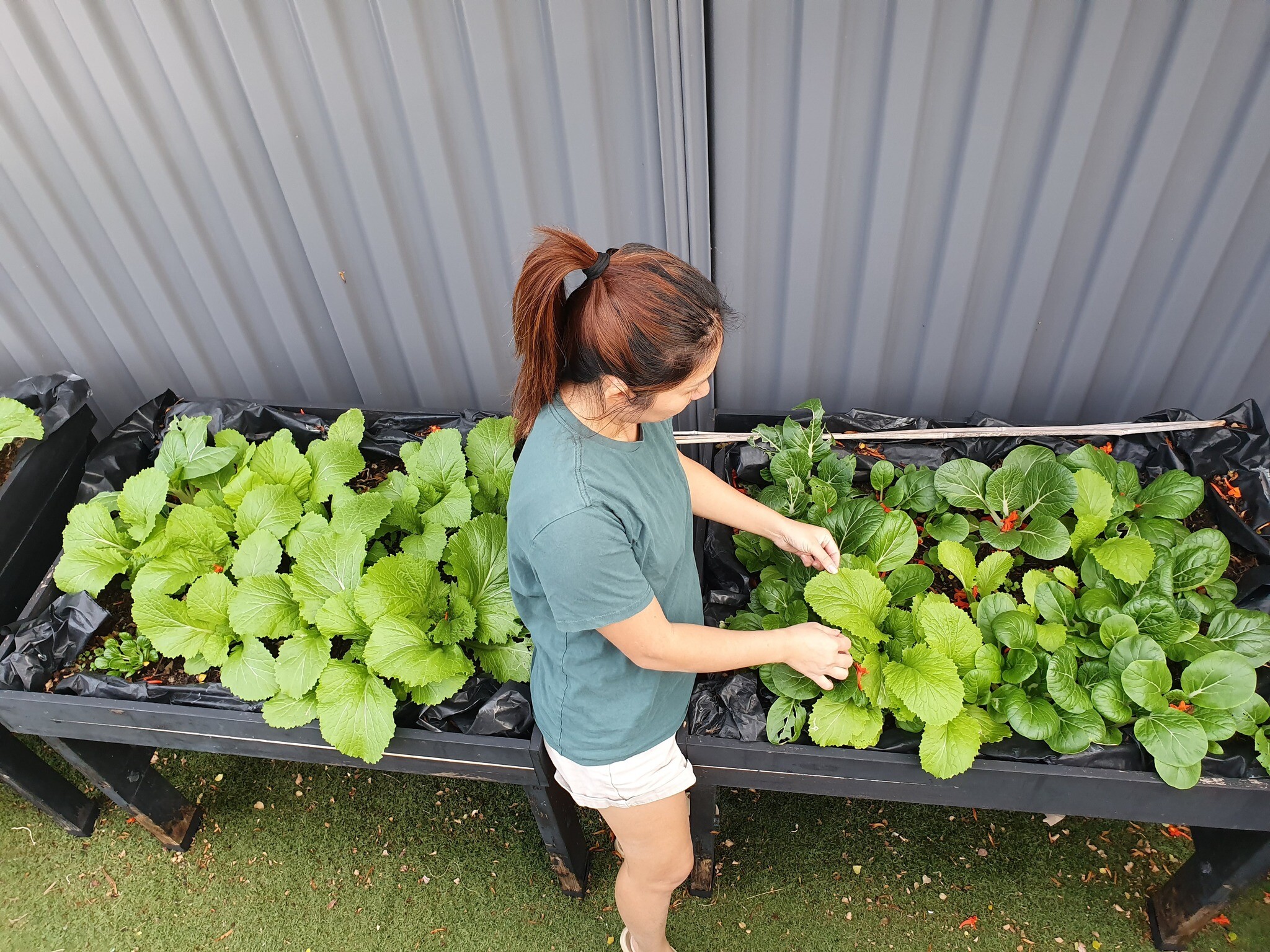 Khu vườn của mẹ đảm Đà Nẵng ở Tây Úc: Rau xanh mướt mắt, hoa giăng lối rực rỡ suốt 4 mùa - 3