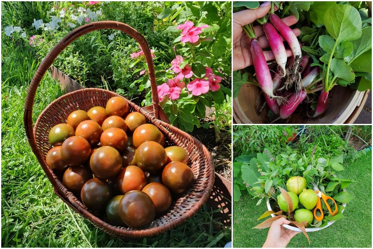 Khu vườn của mẹ đảm Đà Nẵng ở Tây Úc: Rau xanh mướt mắt, hoa giăng lối rực rỡ suốt 4 mùa - 11