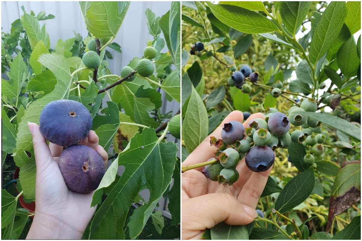 Khu vườn của mẹ đảm Đà Nẵng ở Tây Úc: Rau xanh mướt mắt, hoa giăng lối rực rỡ suốt 4 mùa - 15