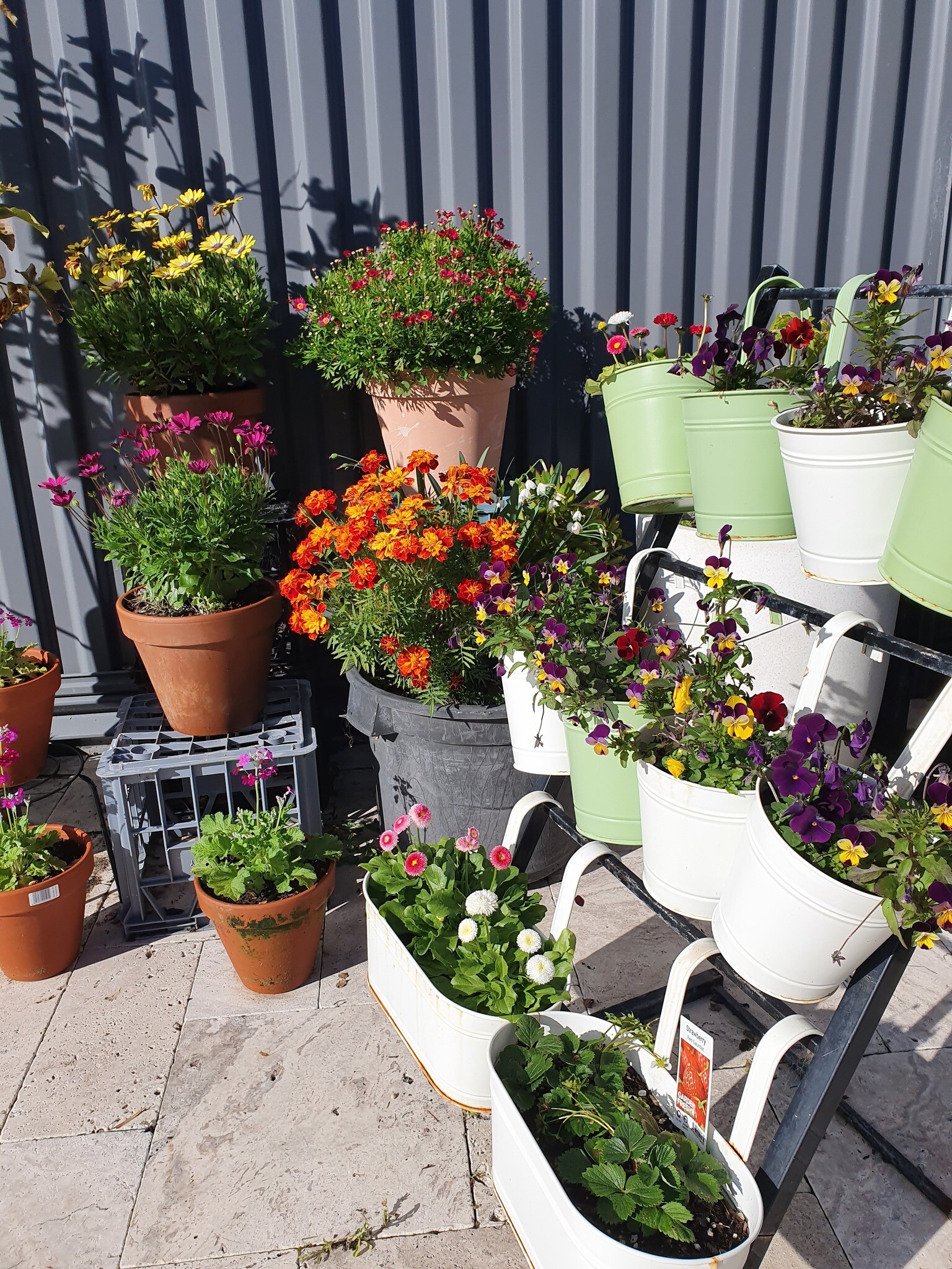 Xem thêm: Hoa giăng lối khắp vườn nhà chị Hải An, rực rỡ muôn màu