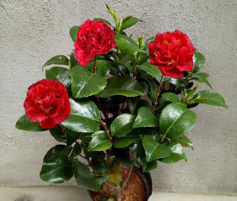 Loại hoa này đẹp hơn hoa hồng, thơm sánh ngang nước hoa, nở nửa năm mới tàn, xứng danh amp;#34;vua của các loại hoaamp;#34; - 5