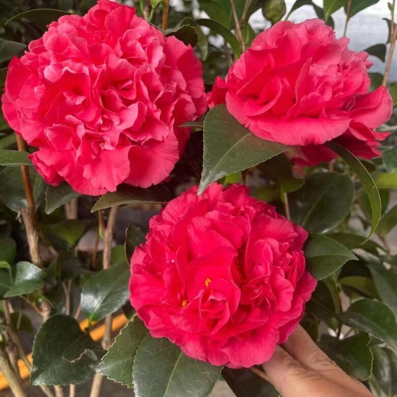 Loại hoa này đẹp hơn hoa hồng, thơm sánh ngang nước hoa, nở nửa năm mới tàn, xứng danh amp;#34;vua của các loại hoaamp;#34; - 2