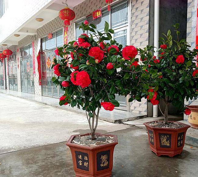 Loại hoa này đẹp hơn hoa hồng, thơm sánh ngang nước hoa, nở nửa năm mới tàn, xứng danh amp;#34;vua của các loại hoaamp;#34; - 4