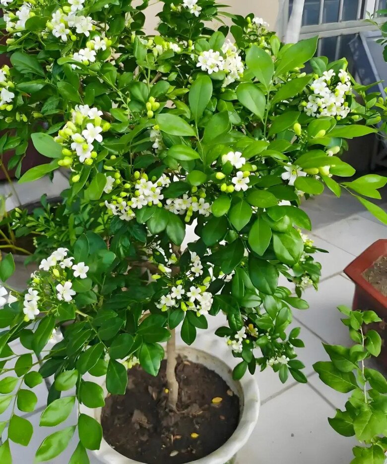 Xem thêm: Hoa nhài vừa đẹp vừa thơm nhưng nhà ở 3 hướng, người thuộc 2 mệnh này không nên trồng