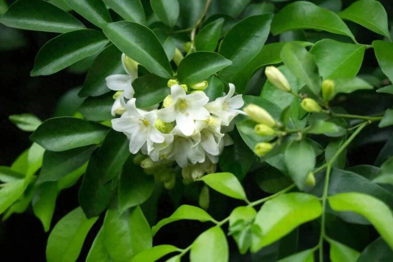 Loại hoa này thơm hơn hoa nhài, lâu tàn hơn mộc hương, mệnh danh là “cỗ máy nở hoa” vì nở suốt 200 ngày - 2