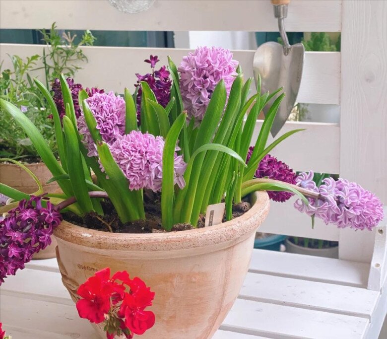 Loài hoa này thơm như nước hoa, trồng trong nhà giúp hút lộc nhưng nay bị nhiều người cho vào “danh sách đen” - 4