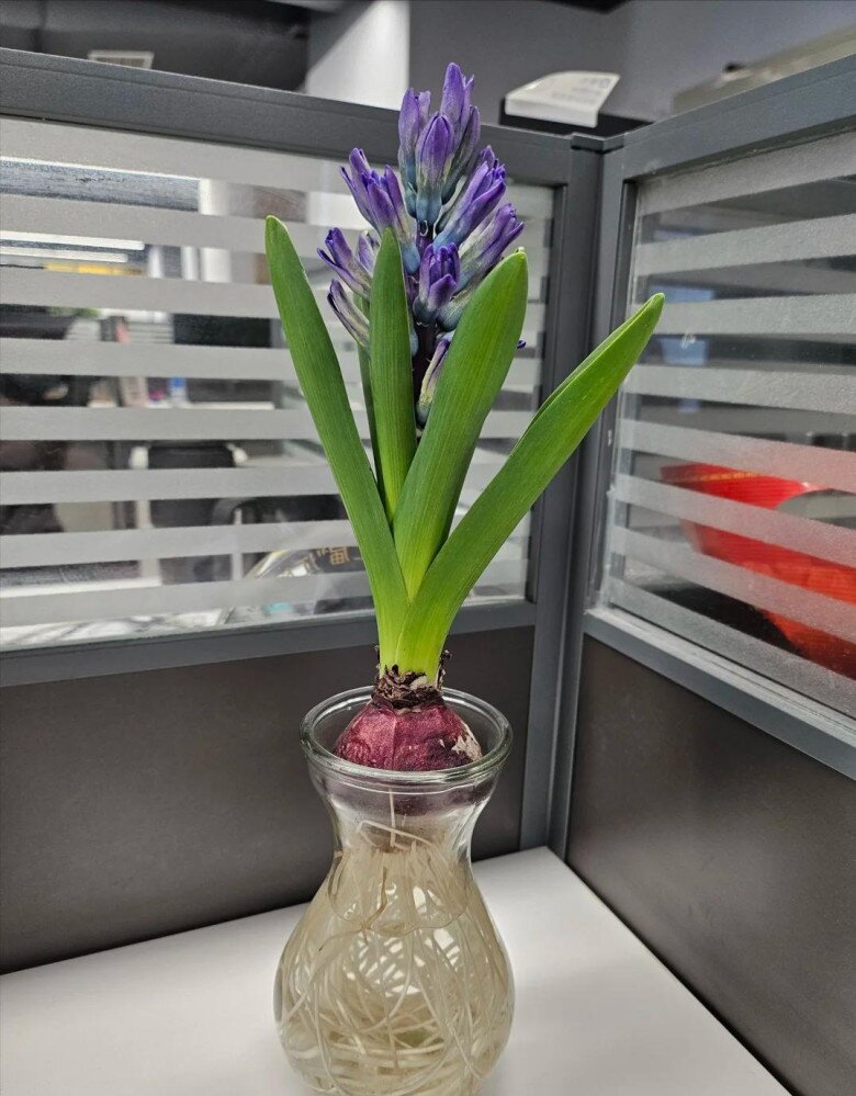 Loài hoa này thơm như nước hoa, trồng trong nhà giúp hút lộc nhưng nay bị nhiều người cho vào “danh sách đen” - 3